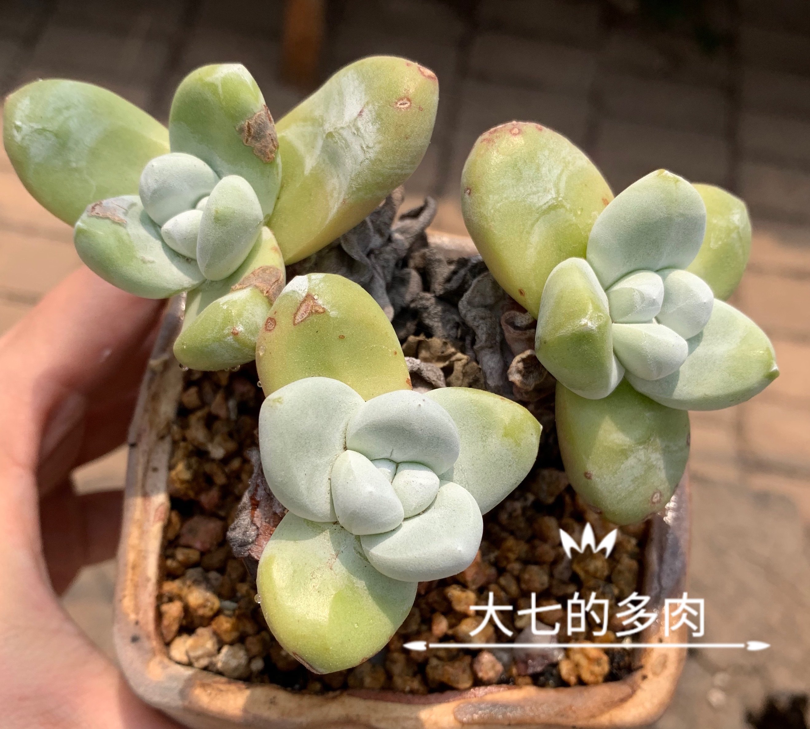 拇指仙女杯 帕奇飞图  精养 多肉植物 一物一拍 大七的多肉