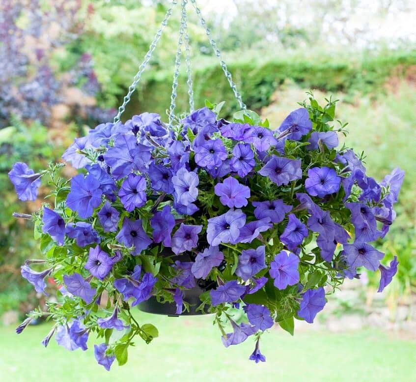 进口垂吊重瓣矮牵牛花种子易发芽易管理爆盆容易花期长阳台必选