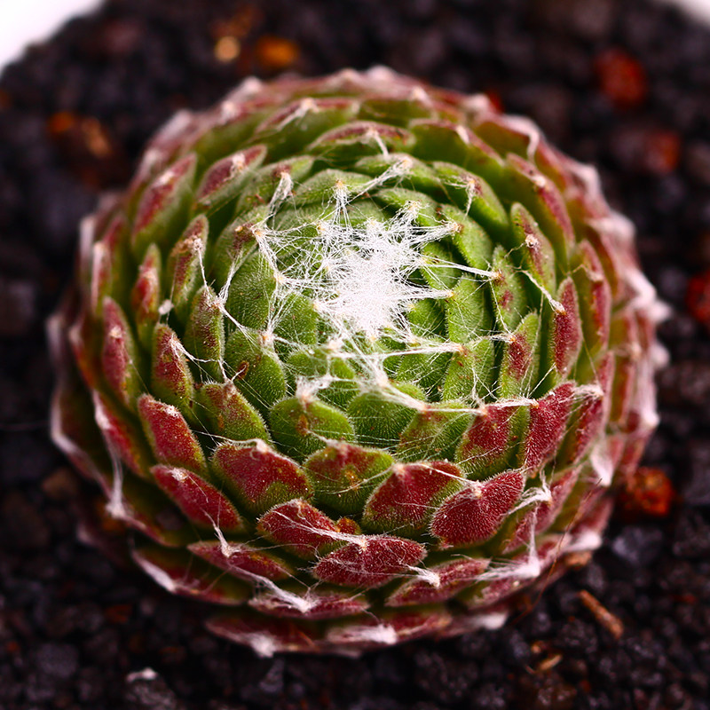 多肉植物 盆栽花卉蛛丝卷绢多肉绿植小超萌绿植长生草卷娟肉肉