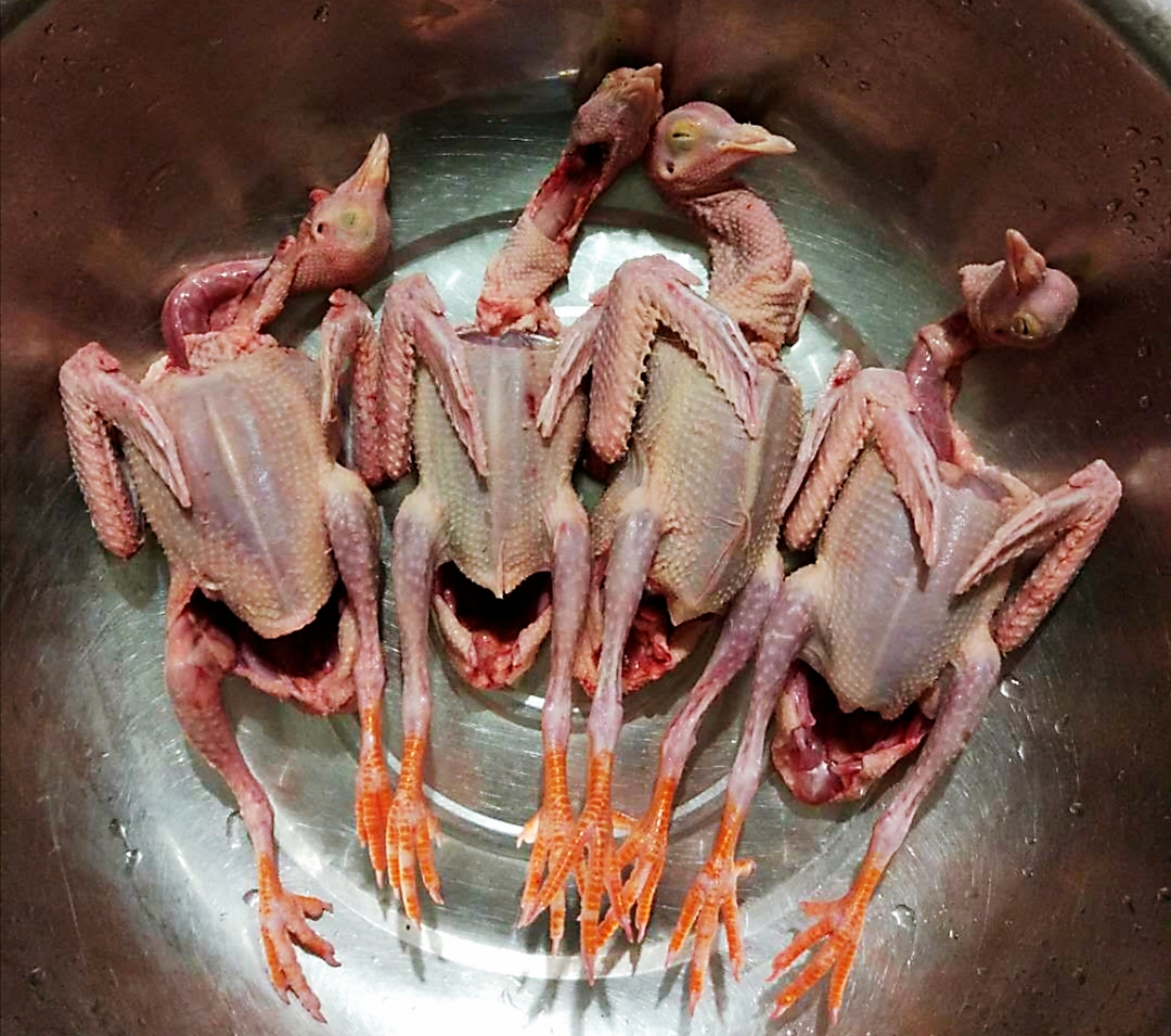 乳鸽生鲜新鲜鸽子肉现杀包邮农家杂粮土鸽5只装真空冷冻超大肉鸽