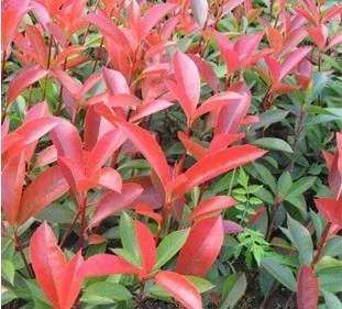 红叶石楠小苗石红叶石兰球庭院绿化工程树苗红叶石兰红头石楠球