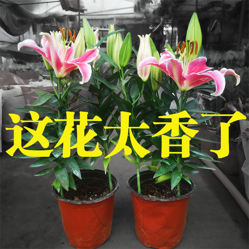 百合盆栽带花苞发货香水百合开花很香的鲜花花卉植物室内花苗易活在类目 鲜花速递/花卉仿真/绿植园艺, 花卉/绿植盆栽(新), 花卉中 - 来自Buy2taobao.com提供专业的淘宝代购服务
