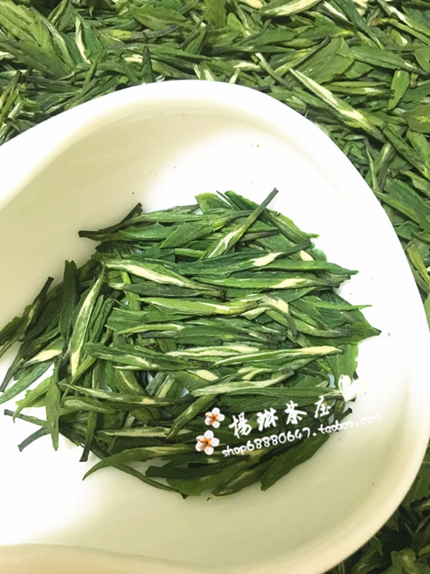 2023年新茶一芽一叶溧阳雀舌茶叶溧阳翠柏绿茶125克包邮