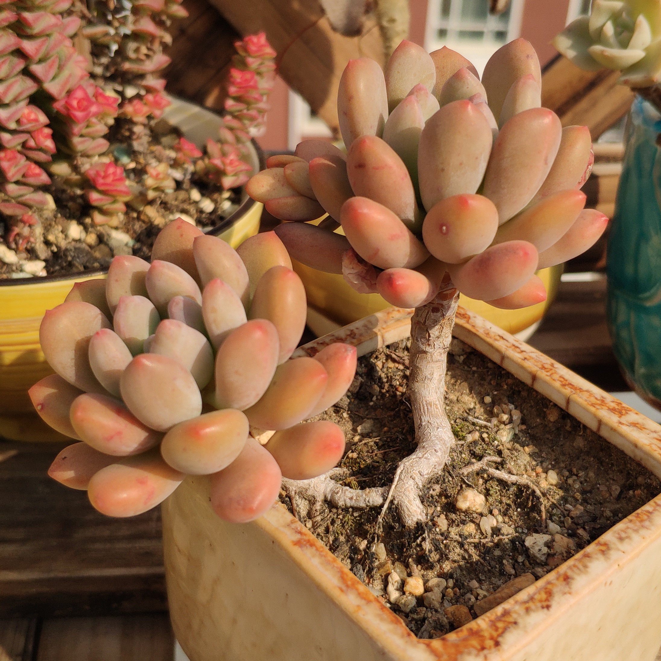 灯美人 多肉植物进口萌肉肉状态好 一物一拍 奶酪美人 都涌 桩群