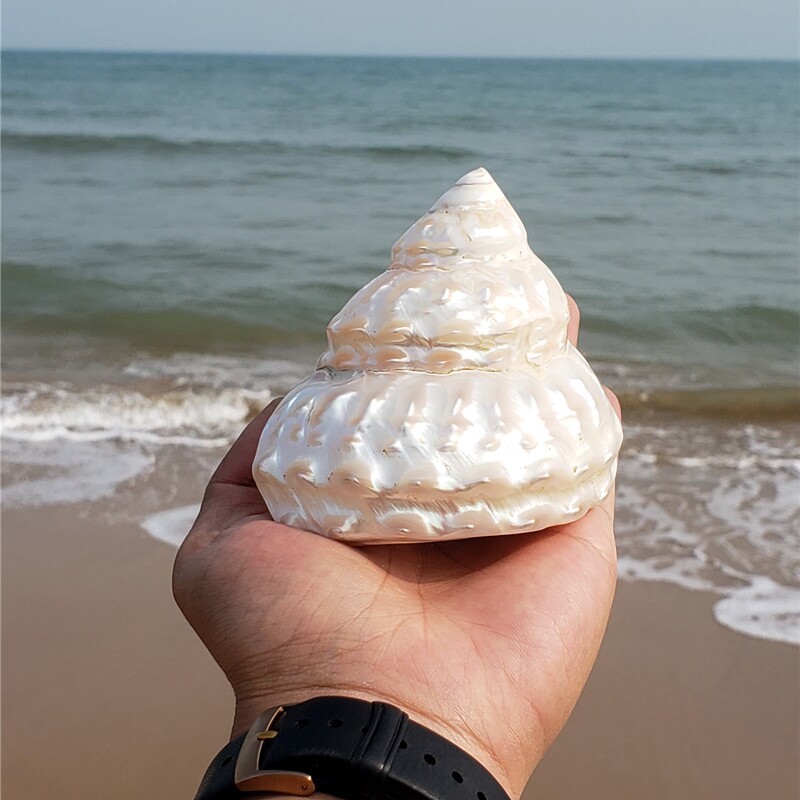 天然大海螺大贝壳超珍珠塔螺银光螺鱼缸造景居家办公酒店天然摆件