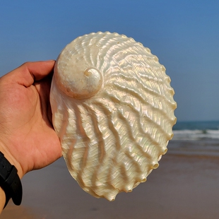 天然荧光去皮大鲍鱼壳大海螺贝壳标本海星鱼缸造景橱柜居家摆件