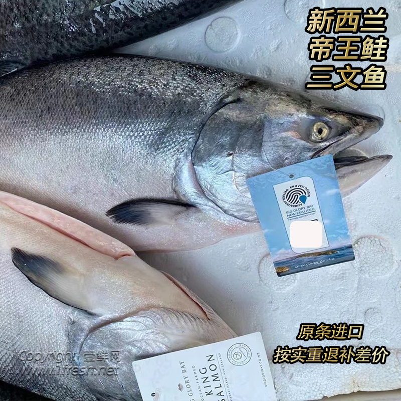 限发广东新西兰空运进口冰鲜帝王鲑鱼三文鱼刺身寿司鱼整条10斤