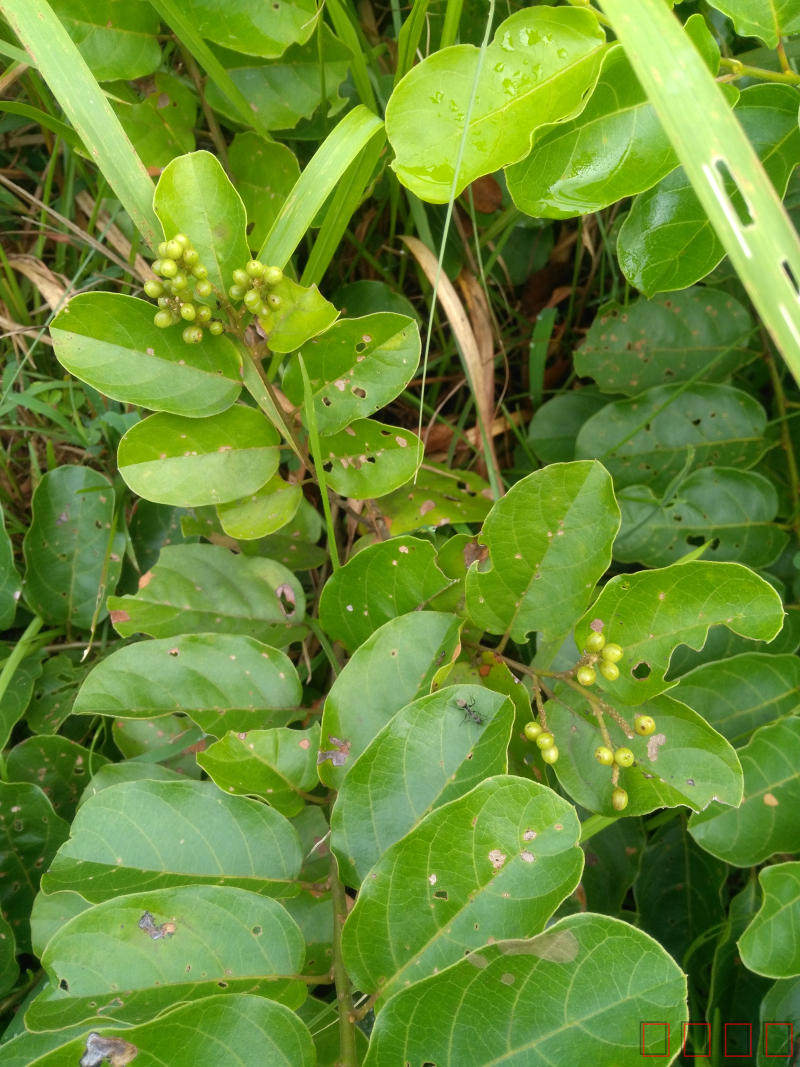 方叶五月茶种苗 碎米果 野果童年的回味 中药 草药 小敖子 小叶敖