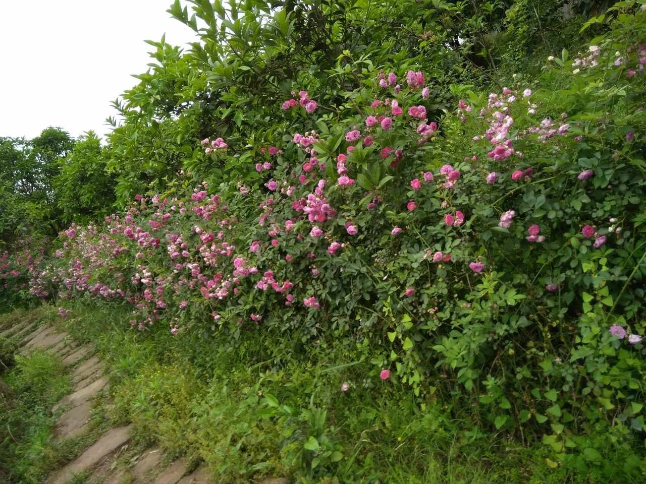 经典藤本粉色蔷薇庭院爬藤植物蔷薇花苗 粉色蔷薇丰花藤本 扦插苗