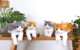 日本代购10月新品sunlemon橘猫青花鱼猫咪毛绒玩具公仔玩偶抱枕