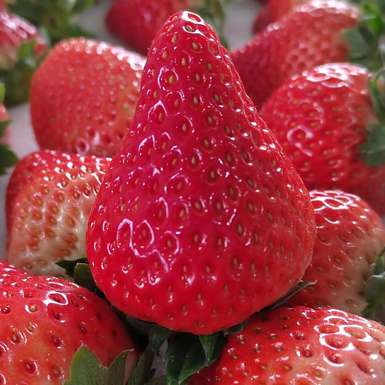 丹东99草莓红颜草莓带奶香东港九九草莓当季特大果辽宁省内链接