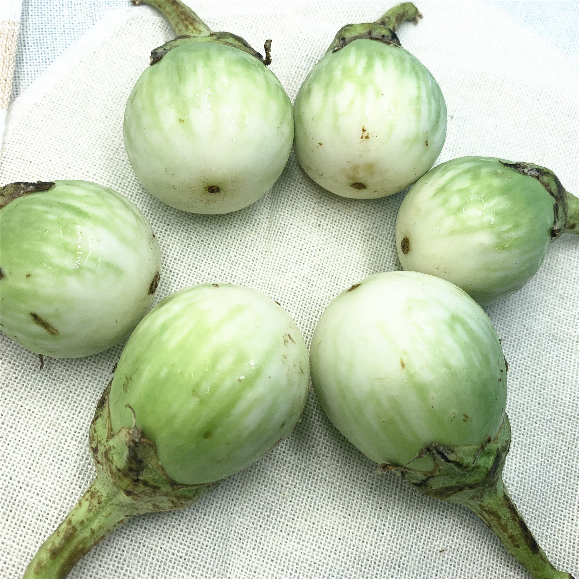 包邮 泰国品种圆茄沙拉茄子大圆茄泰国茄子绿咖喱配料小茄子 500g