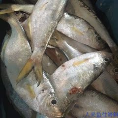 白鳓鱼 中号 新鲜东海野生白力鱼曹白鱼 当天海捕 刺虽多肉质鲜美