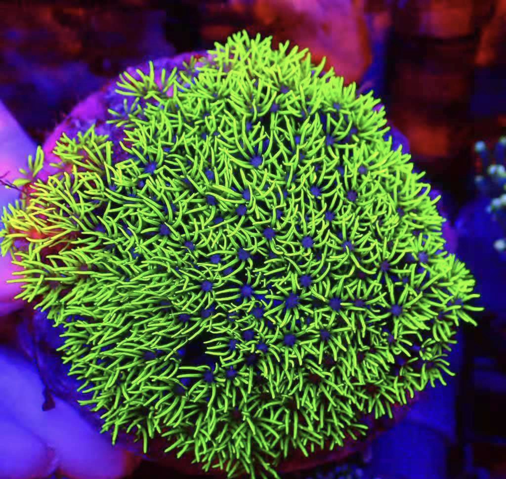 荧光绿草皮珊瑚 长须草皮活体软体 新手海水鱼缸小丑鱼海洋小宠物