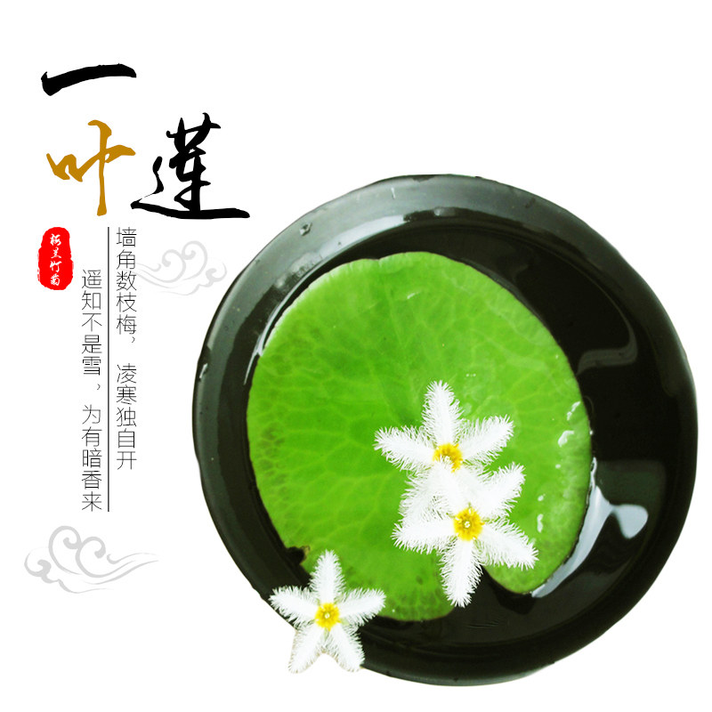 一叶莲 鱼缸水培植物开花睡碗莲四季水草花阳台客厅水生碗莲浮萍