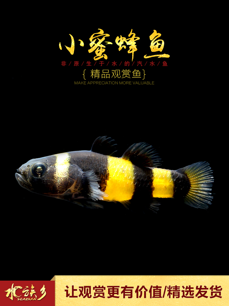 小蜜蜂鱼泰国原生进口观赏鱼虾虎鱼热带除藻工具鱼小型虾虎鱼活体