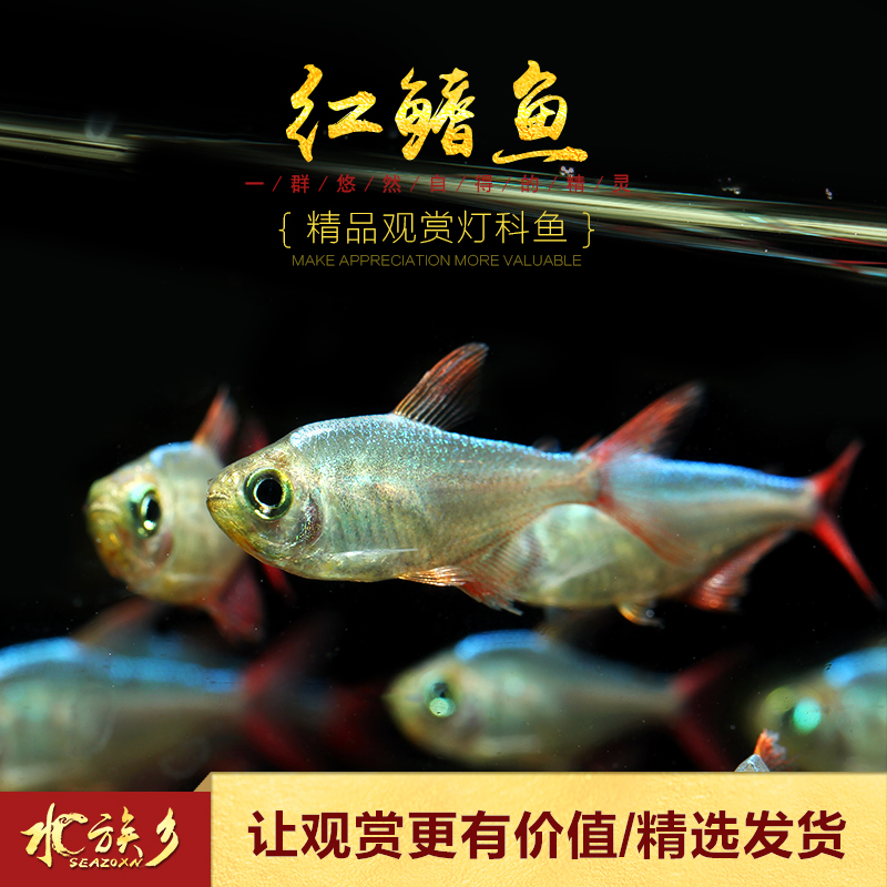 [水族乡]哥伦比亚红鳍水草缸灯鱼