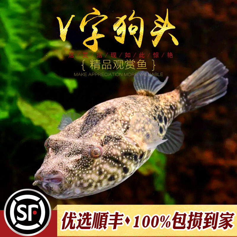 v字狗头热带鱼观赏鱼斑马河豚淡水鱼毛毛皇冠狗头v型狗头娃娃活体