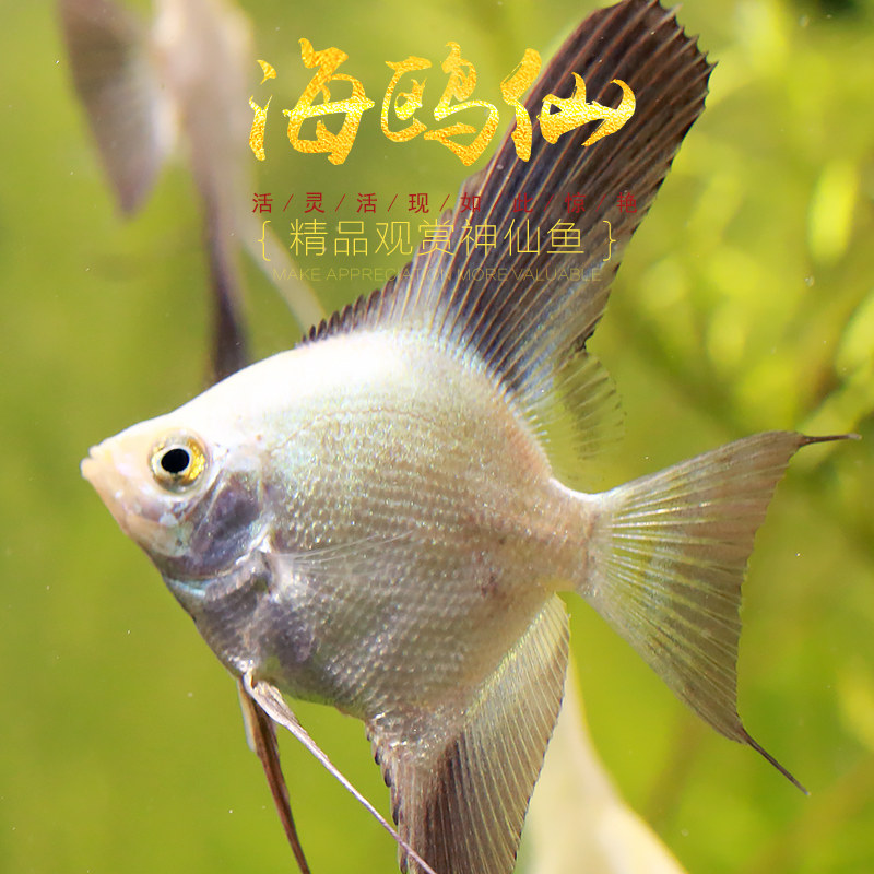 海鸥神仙鱼品牌排名前10位