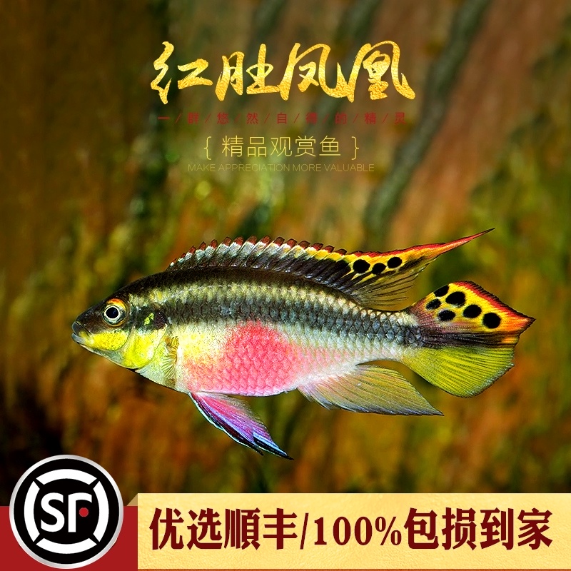 [水族乡]红肚凤凰鱼南美西非短鲷慈鲷鱼热带观赏鱼荷兰红肚凤凰鱼