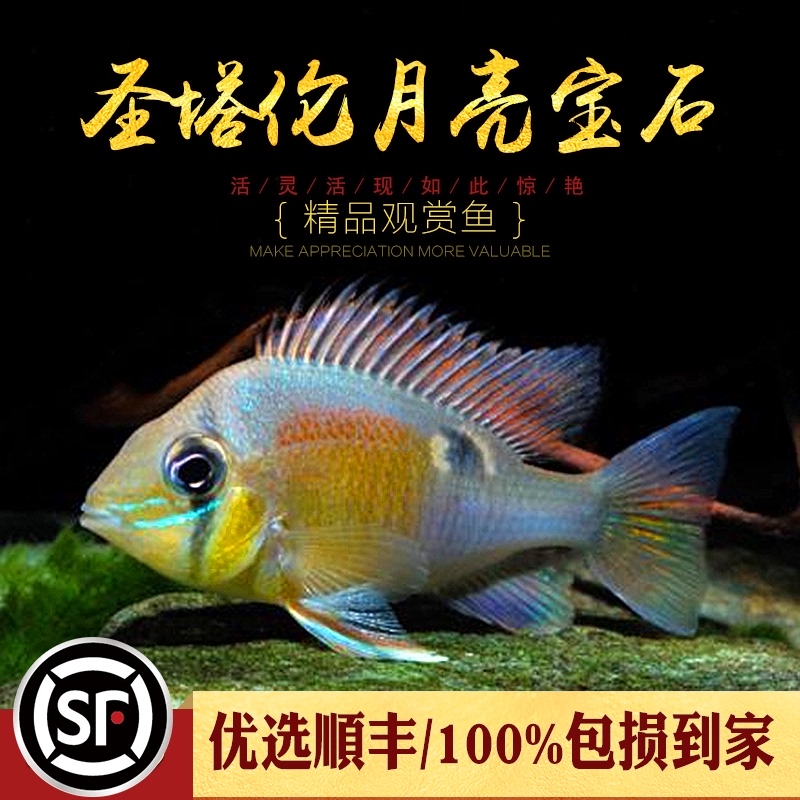 圣塔伦黄腹月亮宝石南美慈鲷温顺易养野生食土鲷热带鱼观赏鱼活体