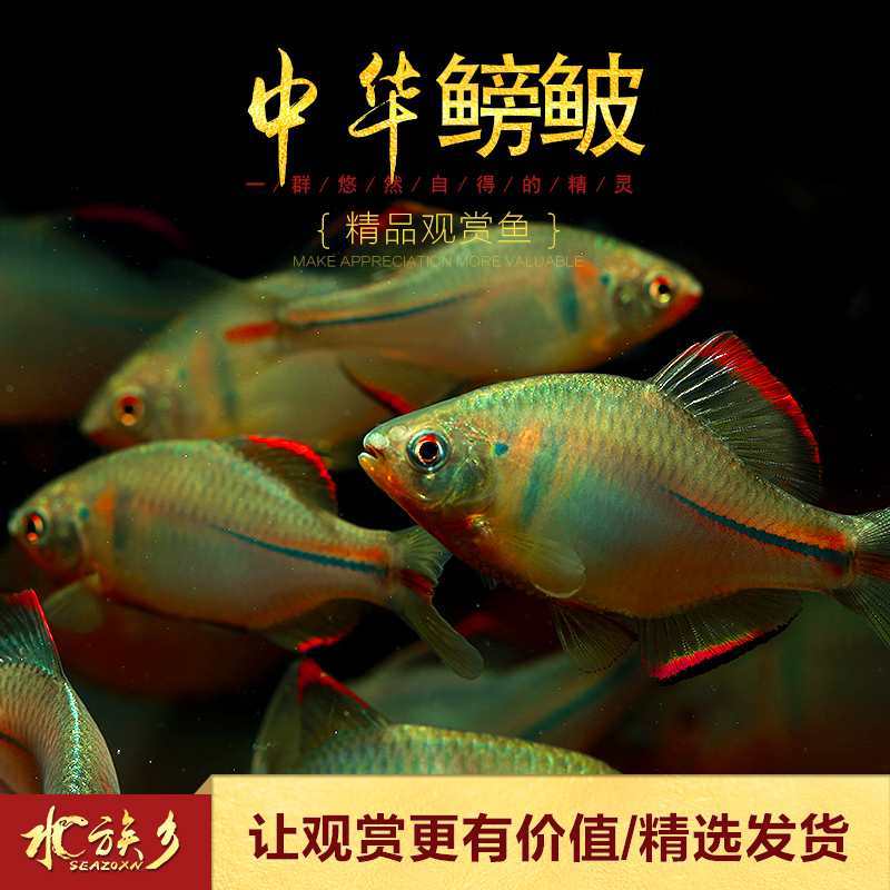 中华彩石鳑鲏越南鱊旁皮鱼原生冷水鱼无需加温五彩鱼水草缸小型鱼