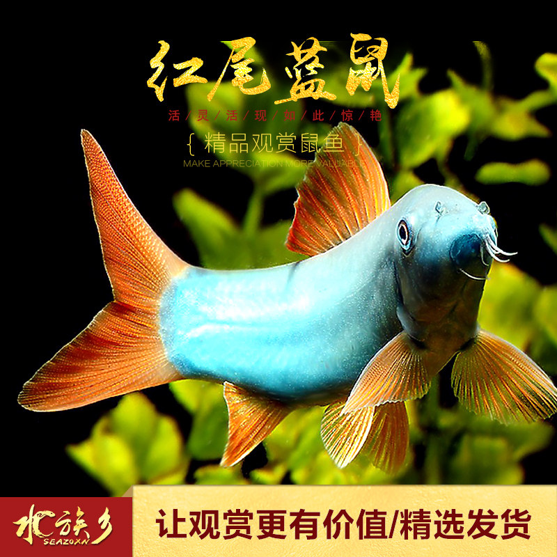 红尾蓝鼠泰国马来西亚进口蓝鼠中大型