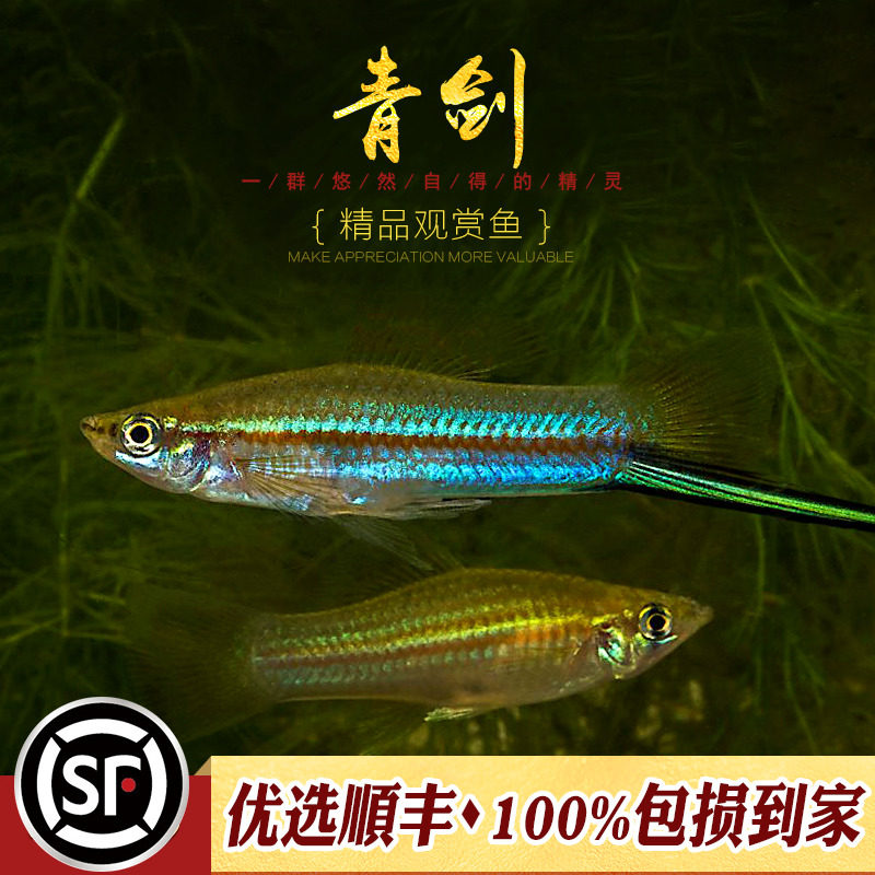 青剑鱼原生蓝剑野青剑鱼红剑鼻祖苹果红蓝剑尾鱼观赏鱼热带鱼活体