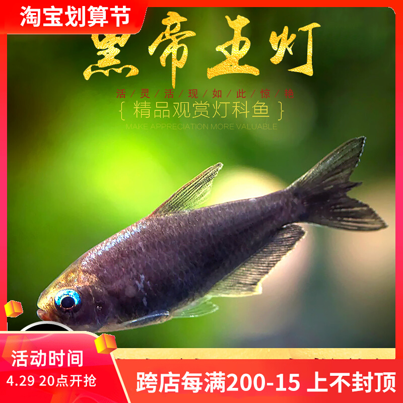 黑帝王灯鱼彩虹血翅蓝帝灯稀有灯鱼蓝国王皇后凯利热带淡水鱼活体