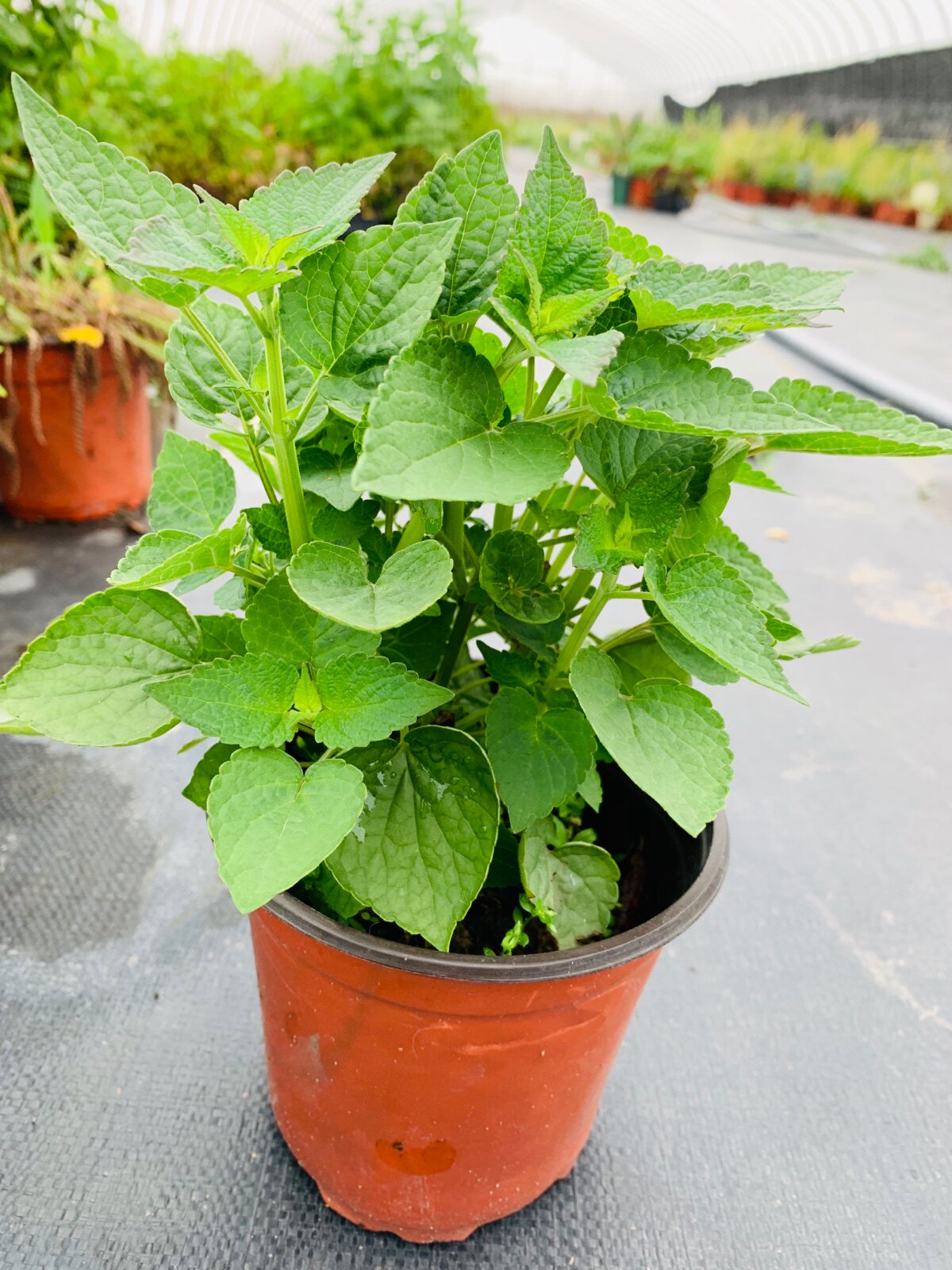 食用香料霍香盆栽/小苗