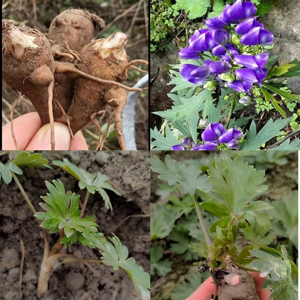 乌头种苗中草药植物南北方庭院盆栽地载观赏新奇花卉夫子苗