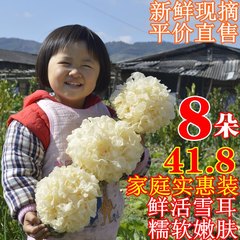 生新鲜活银耳雪耳8朵古田白木耳农家特级天然非野生椴木干货