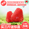 皇冠店鋪現摘新鮮奶油草莓牛奶草莓紅頰草莓建德草莓孕婦草莓順豐 皇冠店鋪現摘新鮮奶油草莓牛奶草莓紅頰草莓建德草莓孕婦草莓順豐