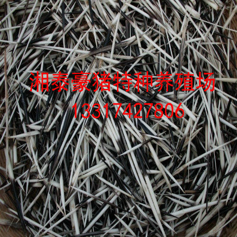 有折断,折痕的豪猪刺,不影响药效实惠 一件50g包邮—其他工艺饰品