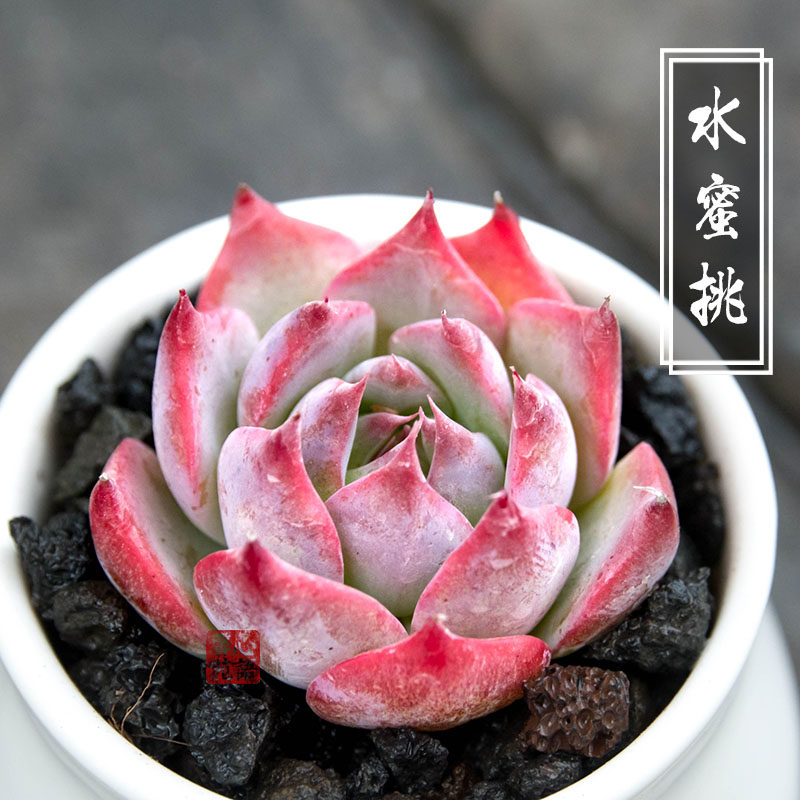 水蜜桃新品群生多肉植物盆栽绿植花卉暗纹多肉月影超萌易养