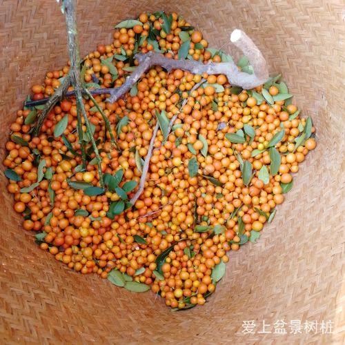 金豆果子金豆小苗金豆种子,金豆果子金豆苗金豆种子