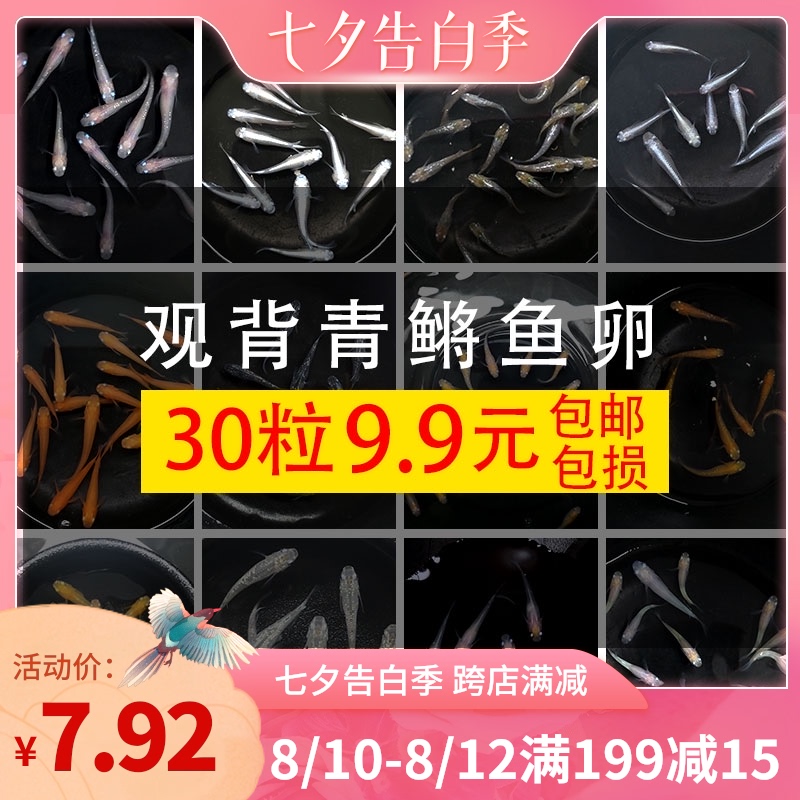 觀背青鳉觀賞鳉魚卵淡水熱帶魚冷水魚小型錦鯉魚可孵化魔法魚卵在類目 寵物/寵物食品及用品, 水族世界, 魚中 - 來自Buy2taobao.com提供專業的淘寶代購服務