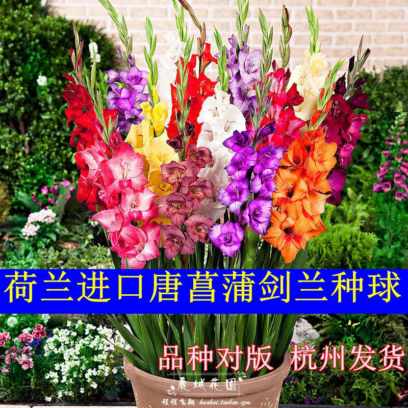 现货2024【唐菖蒲/剑兰】荷兰进口种球多年生花卉G50