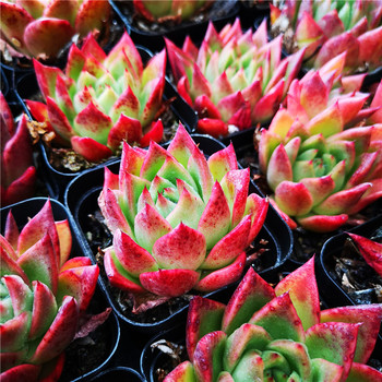 红枫叶 多肉植物 东云系 红色 7厘米盆单头 满30包邮 不仅布蔓