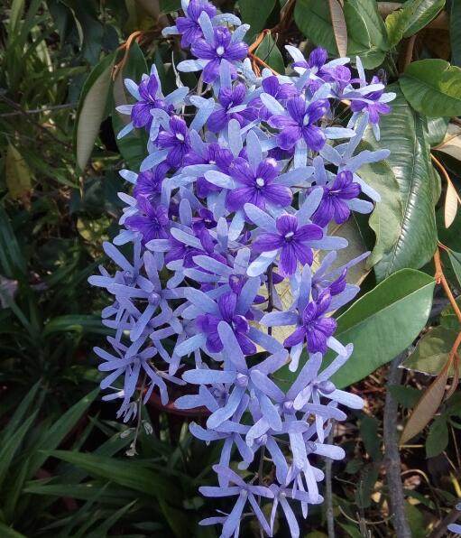 特价鼠尾草盆栽_包邮)木本藤本花卉新品种 蓝花藤单枝小苗  花蓝紫色