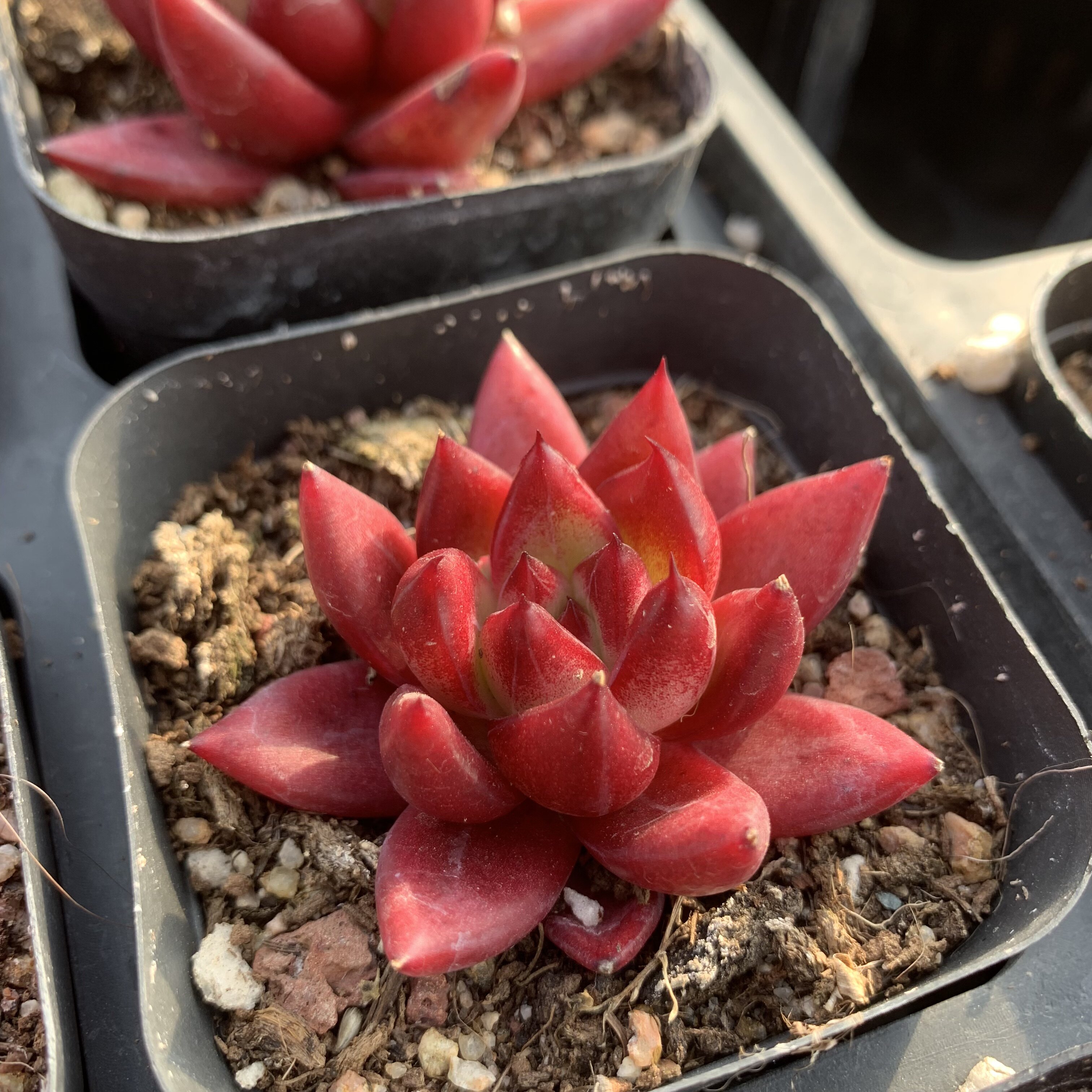 卡宴红灵魂安琪拉暗纹杂交多肉植物老桩多肉室内肉肉状态精品控养