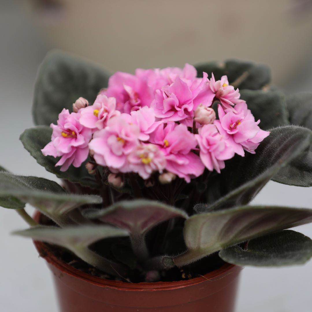 重瓣非洲堇紫罗兰盆栽带花四季不断办公室内喜阴花卉植物两盆包邮