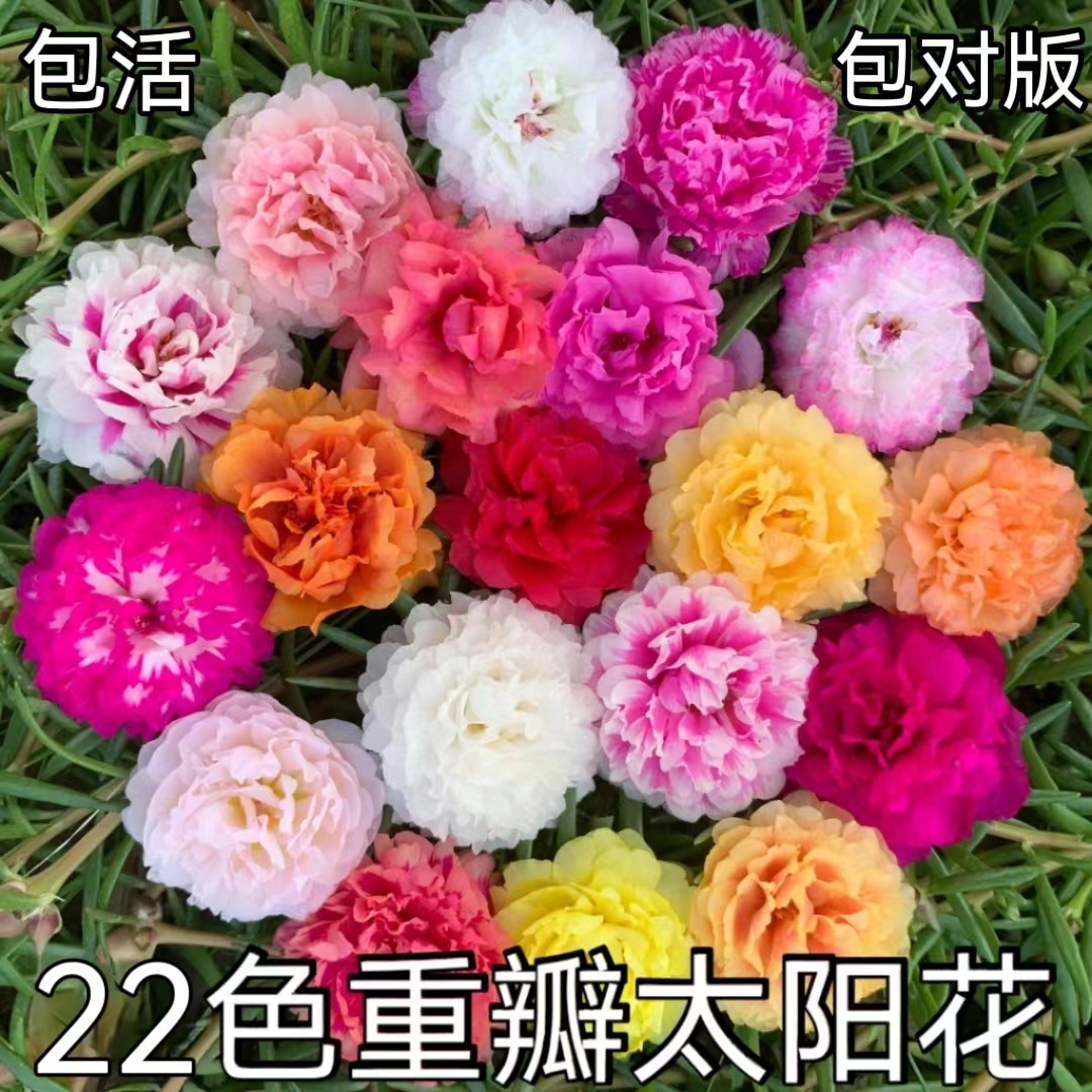 (进口带花苞)太阳花苗重瓣太阳花苗