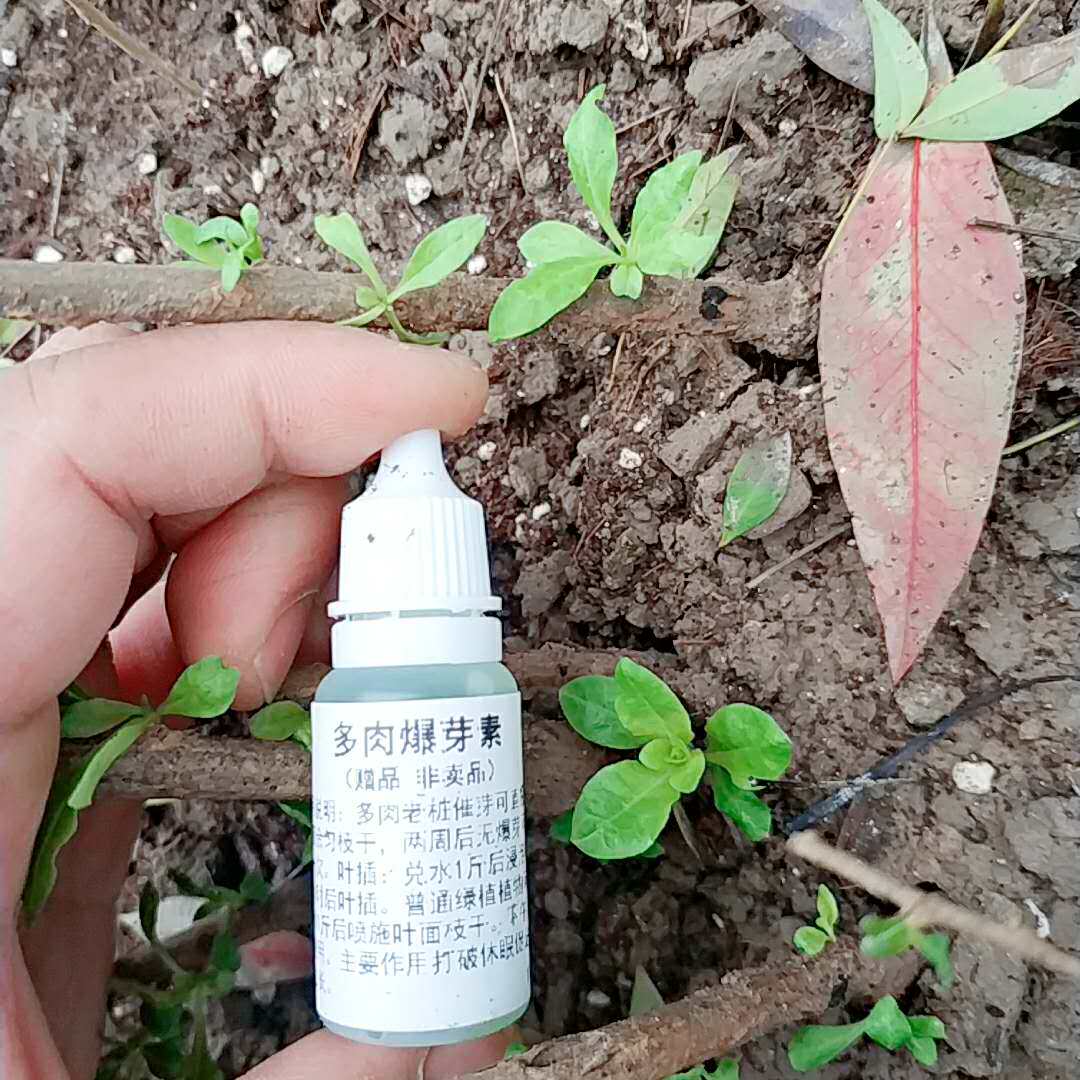 多肉老桩爆芽素发枝群生叶片生根催芽肥料激素新手提苗侧芽肥胖素