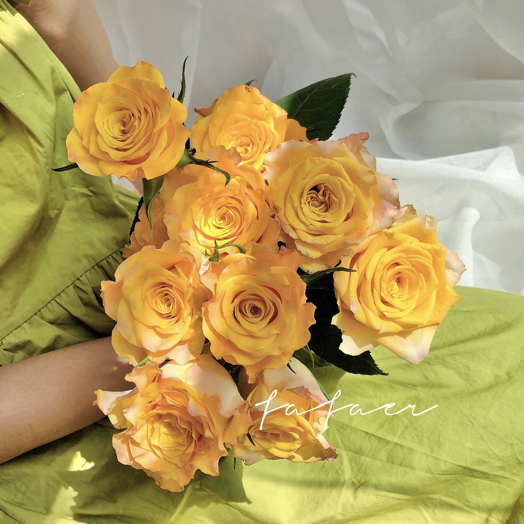 fafaer|圣诞生日礼物 黄金海岸玫瑰 鲜花顺丰空配包邮