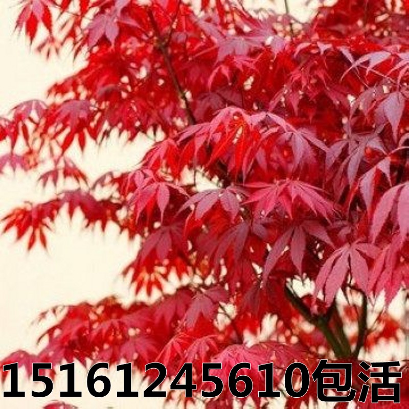 红枫树苗四季红日本红枫盆景中国红美国红枫苗红舞姬盆栽庭院绿化在类目 鲜花速递/花卉仿真/绿植园艺, 花园植物/行道树/果树, 行道树/乔木中 - 来自Buy2taobao.com提供专业的淘宝代购服务