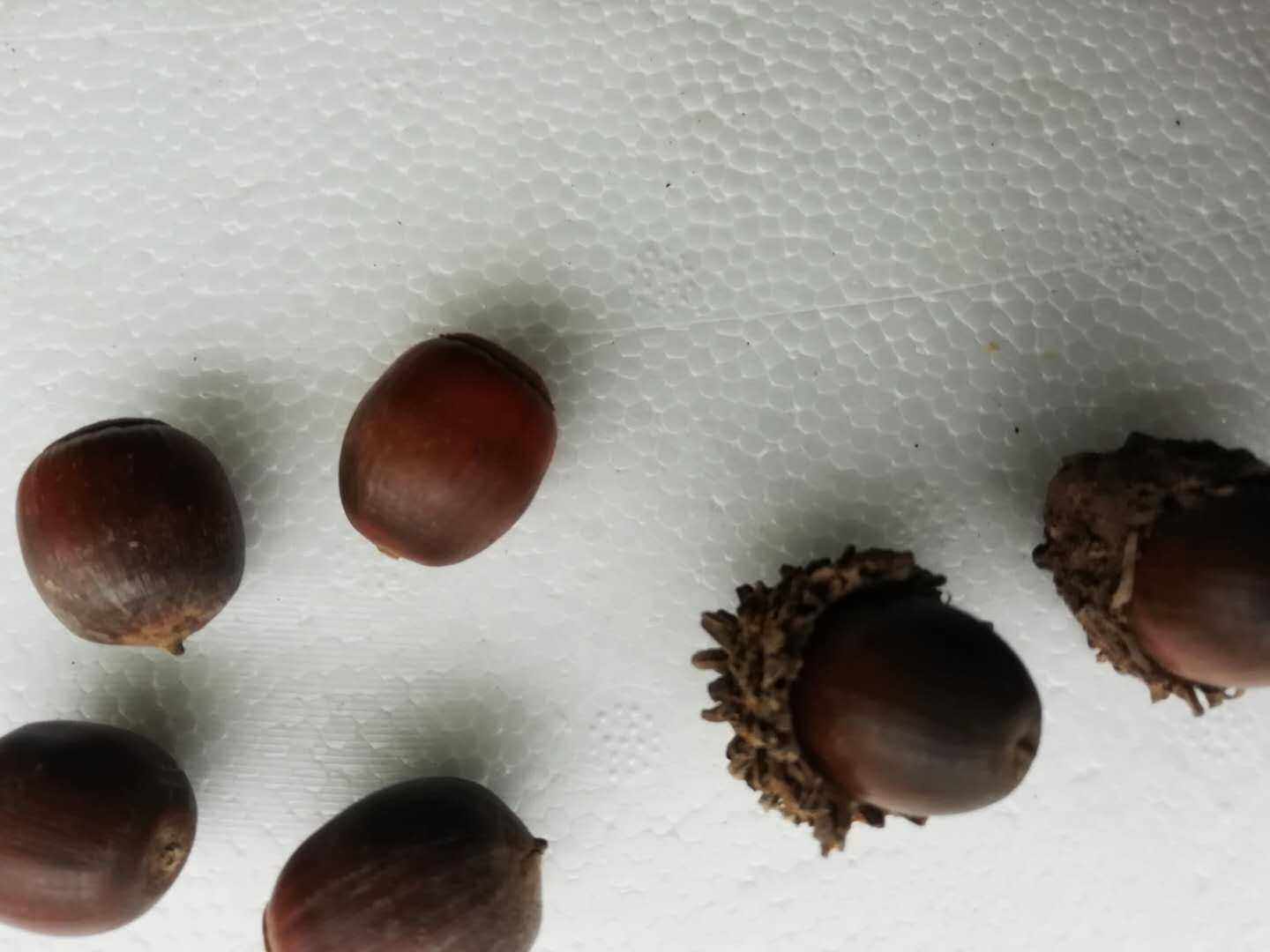 麻栎栓皮栎刺叶栎高山刺栎蒙古栎药材种苗种子绿化苗木壳斗科野生