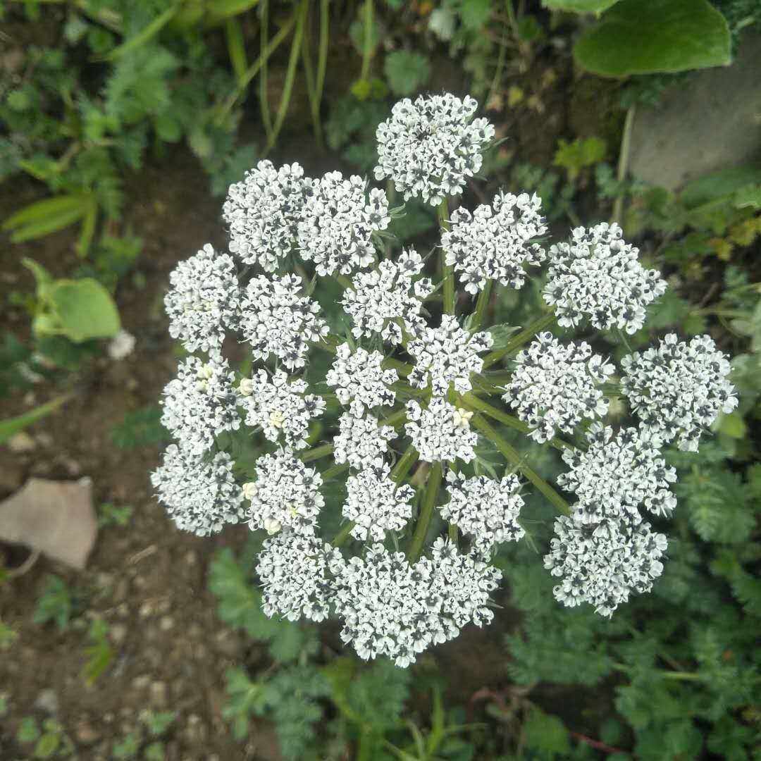 菱子芹棱子芹属伞形科植物观赏药用盆栽花卉中草药材种子种苗野生-mc