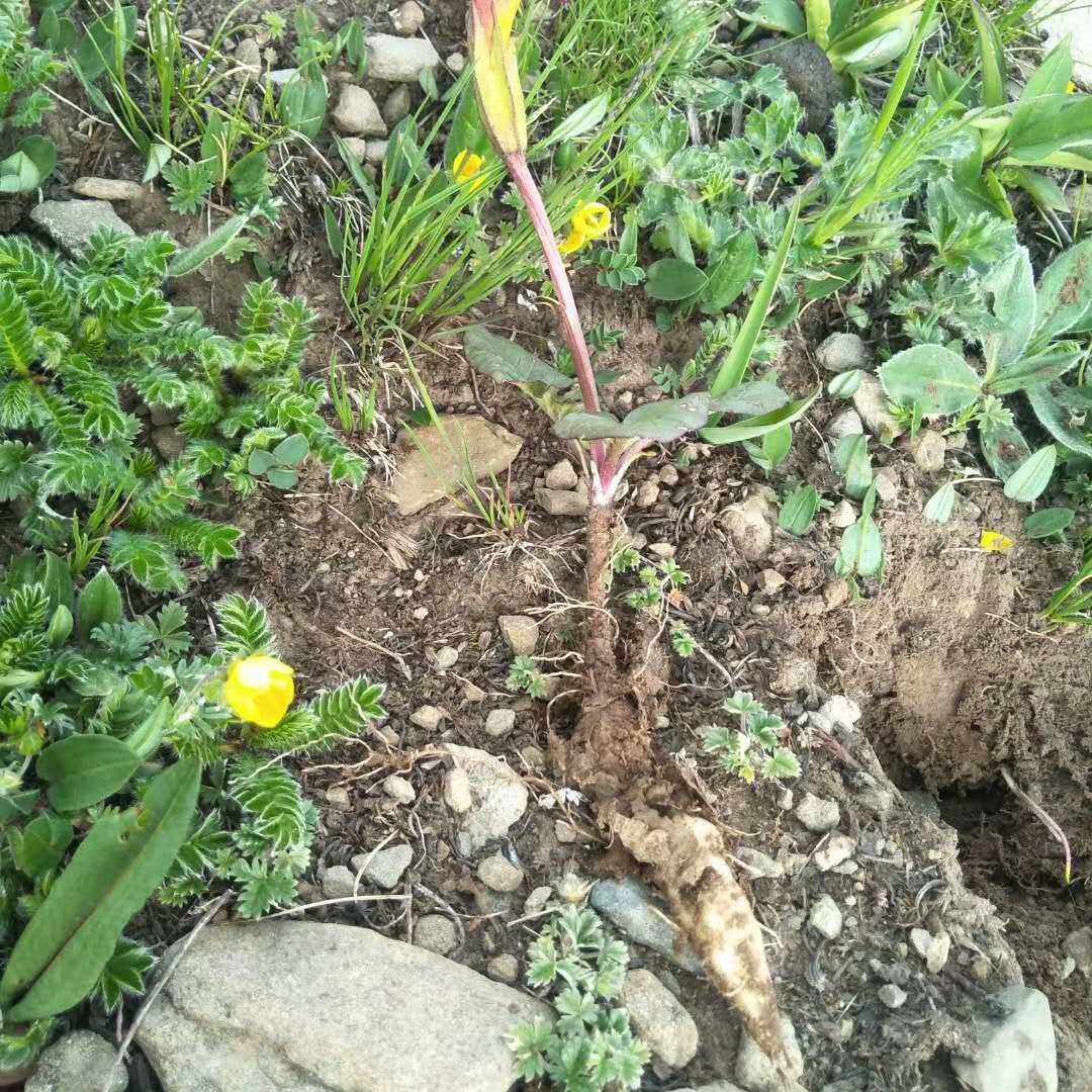 鸡肉参单叶波罗花藏波罗花观赏药用盆栽花卉药材种子中草药种苗