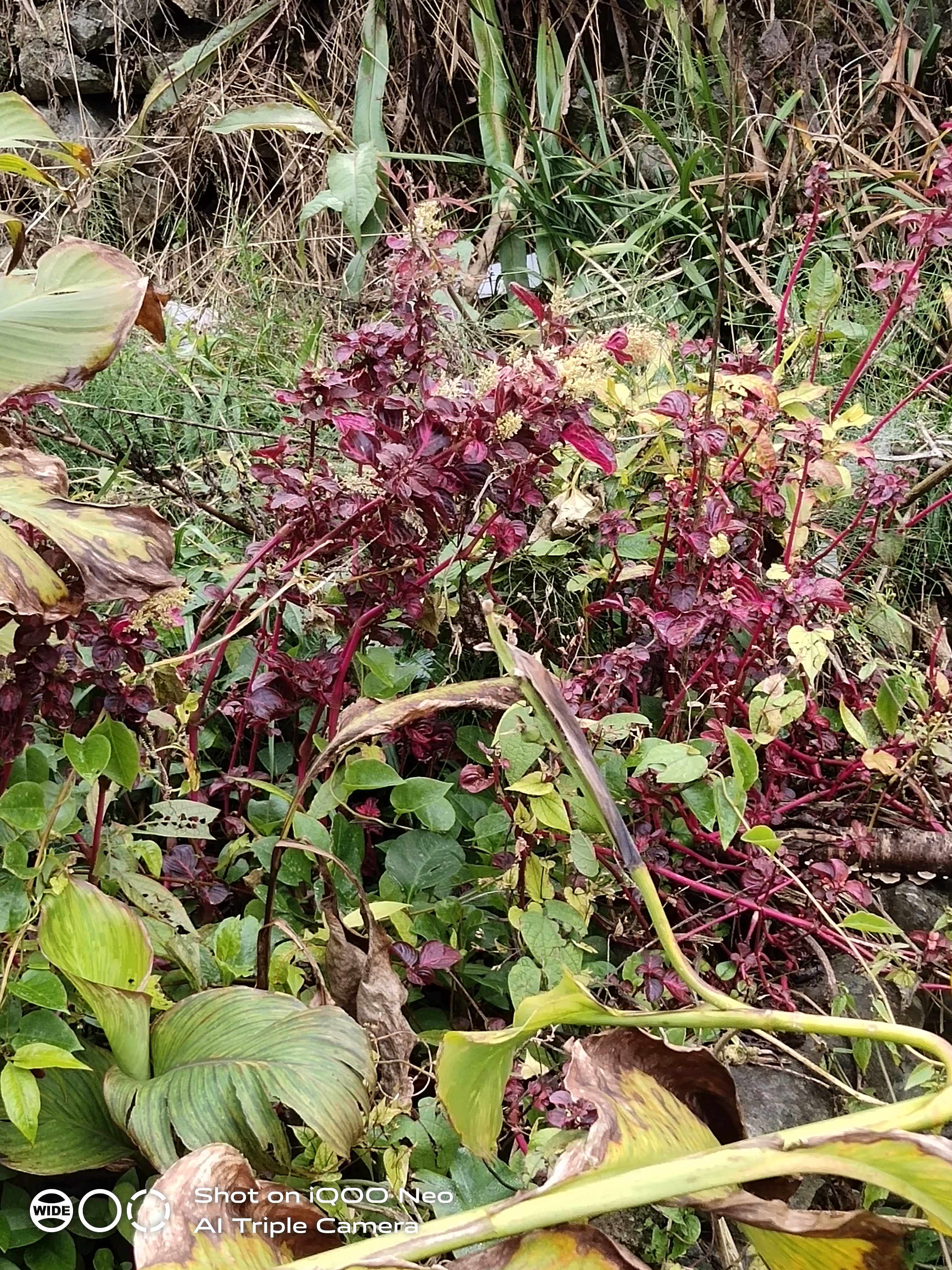 血苋苋科植物新鲜全草药材种苗种子观赏药用盆栽花卉